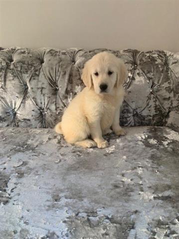 $350 : cachorros golden retriever image 1