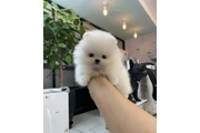 $350 : Pomerania en venta thumbnail