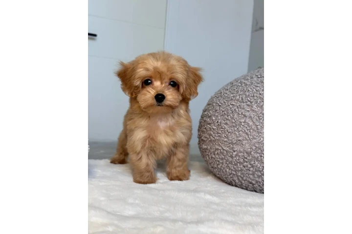 $350 : Adorable Maltipoo Puppies image 6