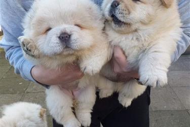 Chow Chows puppies Available en Baltimore