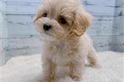 Poodle puppy for adoption