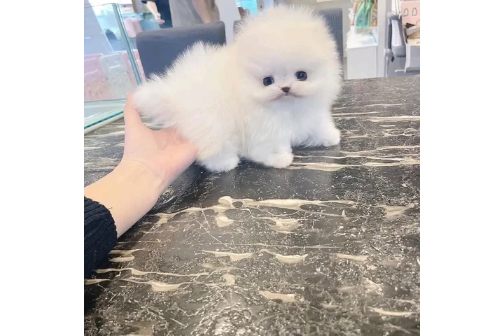 $300 : Pomeranian and French bulldog image 3