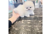 $300 : Pomeranian and French bulldog thumbnail