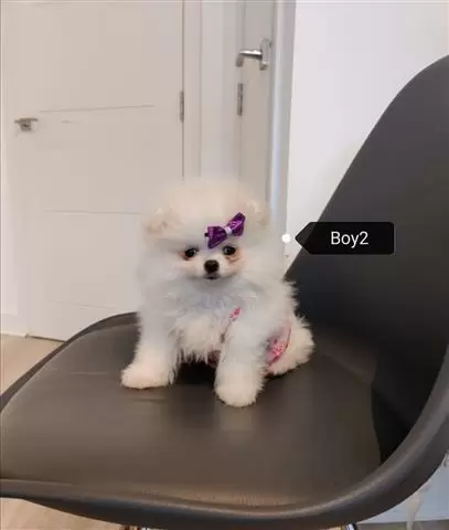 Kc Champion Pomeranian Puppies image 1