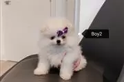 Kc Champion Pomeranian Puppies en Charlotte
