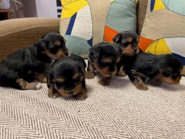 $500 : Akc registered Yorkie Puppies image 3