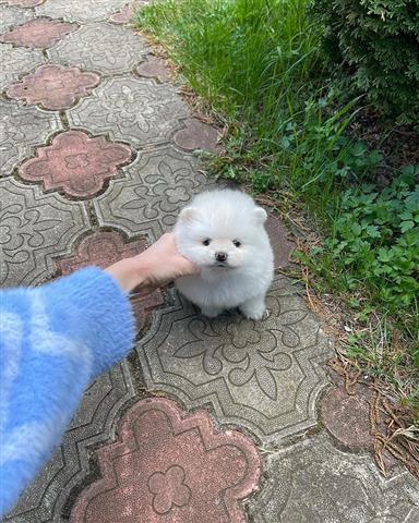 $350 : Pomeranian puppies for sale image 5
