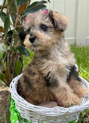 Mini Schnoodle Puppies !!! image 4