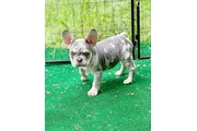 $300 : French bulldog thumbnail