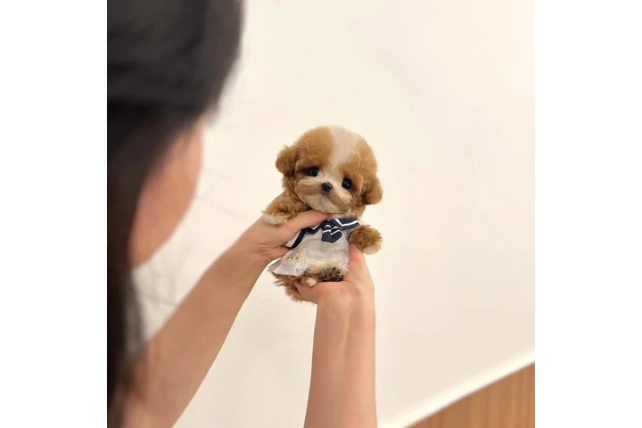 $350 : Cachorro taza de té image 2