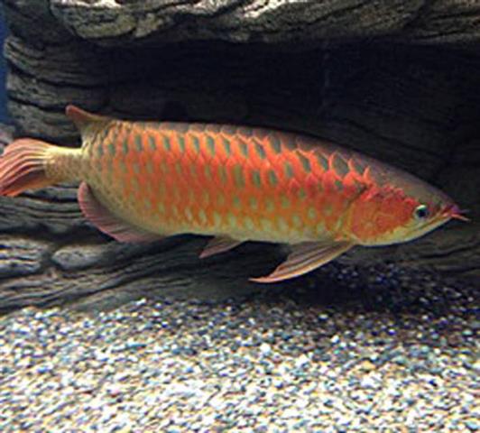 AROWANA ASIÁTICA EN VENTA image 3