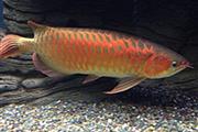 AROWANA ASIÁTICA EN VENTA thumbnail 3