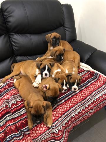 $485 : Gorgeous Boxer Puppies image 3