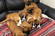$485 : Gorgeous Boxer Puppies thumbnail