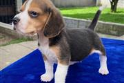 $350 : Beagle thumbnail