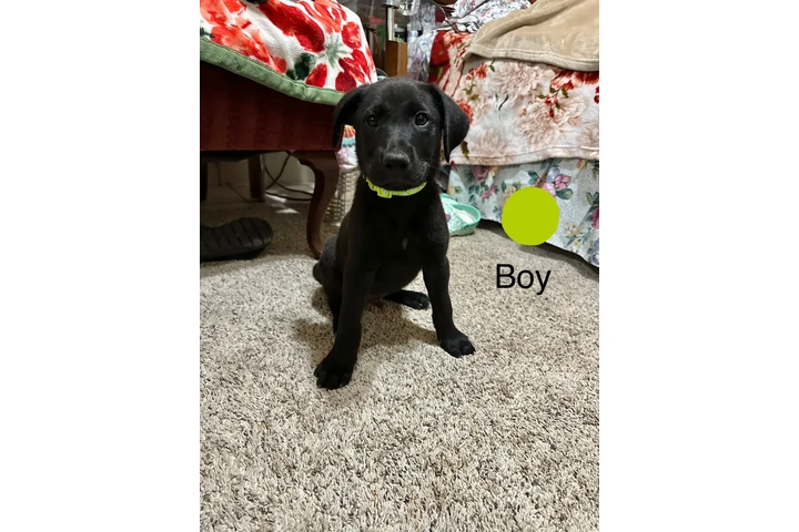 $150 : Labradores image 1