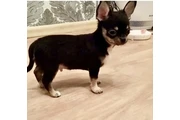 Chihuahua puppies en New York