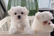 $500 : Preciosos cachorros malteses thumbnail