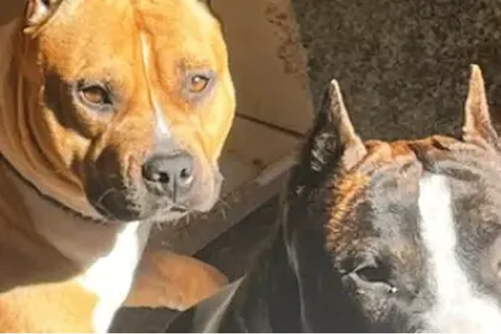 $150 : American staffordshire terrier image 8