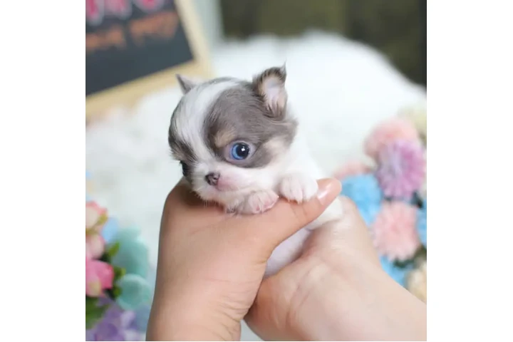 $350 : chihuahua image 1