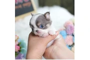 chihuahua en Los Angeles