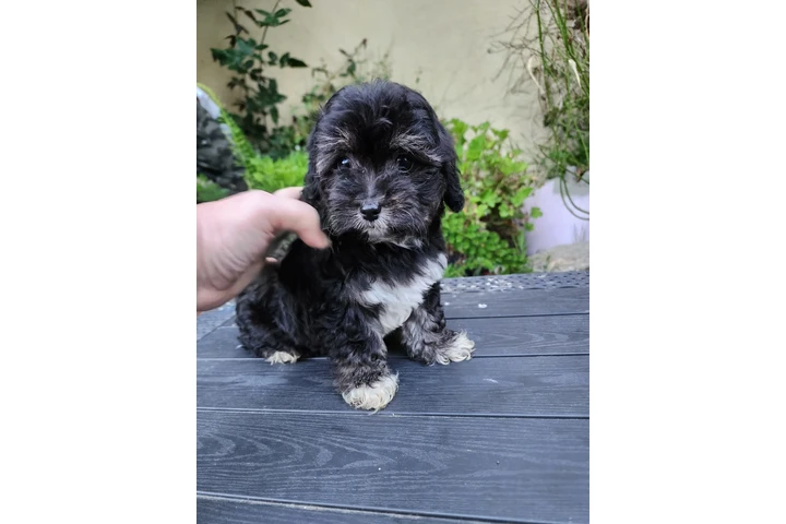$250 : Perritos bonitos image 9