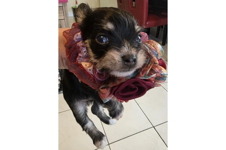 $850 : Perrita chizer de 1 mes image 1