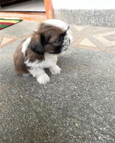 $350 : cachorro shih tzu image 2