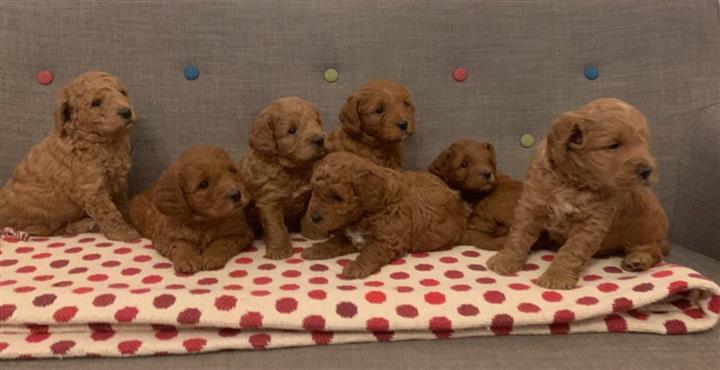 $500 : Cachorros goldendoodle disponi image 4