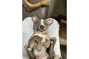 $1800 : Purebred Catahoula - FM thumbnail