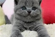$280 : British Shorthair kittens thumbnail