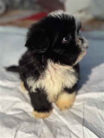 $700 : Shih tzu machito image 3