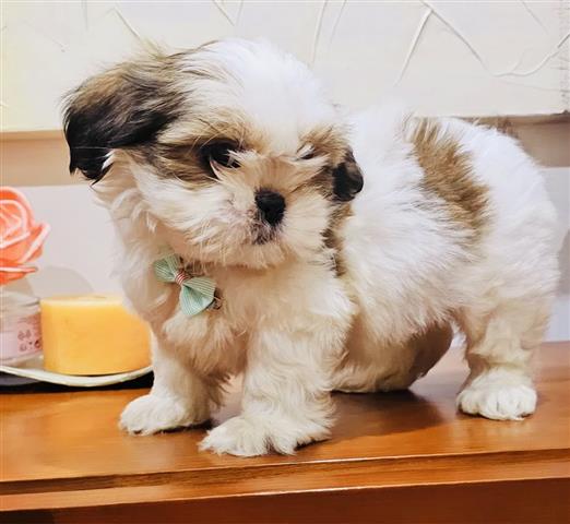 $300 : Lindos cachorros de Shih Tzu image 1