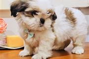 Lindos cachorros de Shih Tzu en Los Angeles