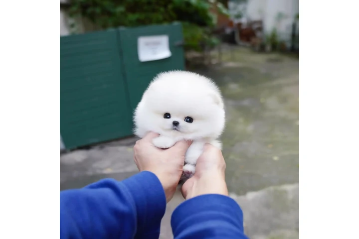 $300 : Teacup Pomeranian puppies image 2