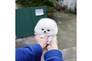 $300 : Teacup Pomeranian puppies thumbnail