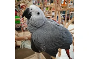 Chris birds en Paterson