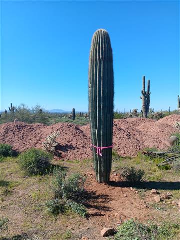 Saguaro*Rodeocactus* image 1