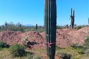 Saguaro*Rodeocactus* en Phoenix