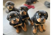 little Rottweiler pups en Atlanta