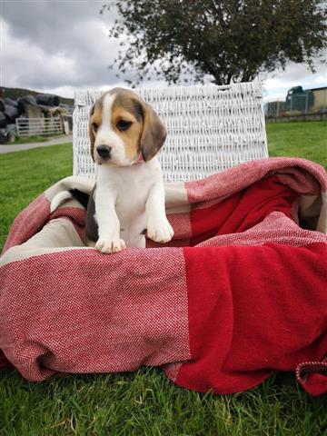 $500 : AKc Beagle para la venta image 2