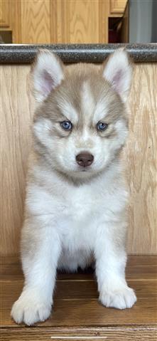 $400 : Siberian Husky Puppies image 2