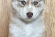 $400 : Siberian Husky Puppies thumbnail