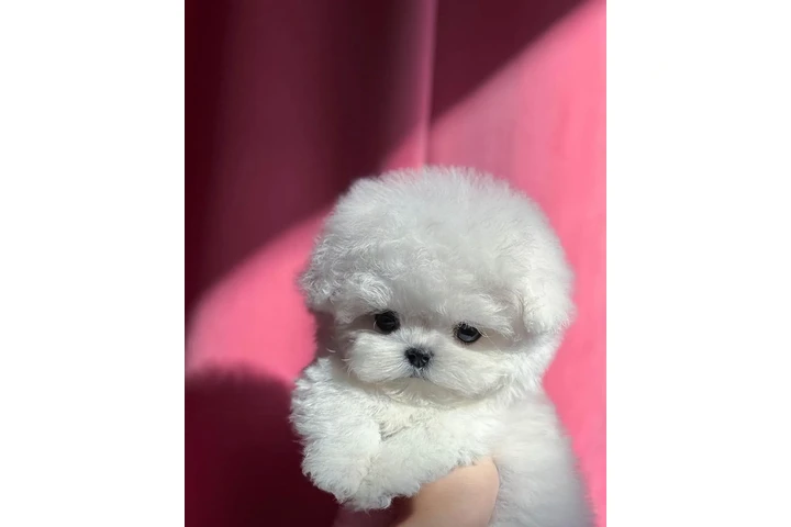 $350 : Bichón image 3
