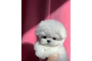 $350 : Bichón thumbnail