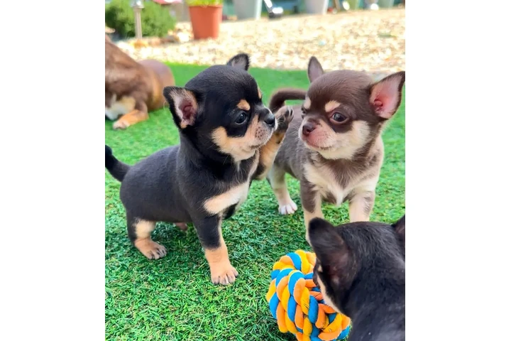 $250 : Chihuahua puppies are still av image 1