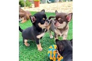 Chihuahua puppies are still av en Los Angeles