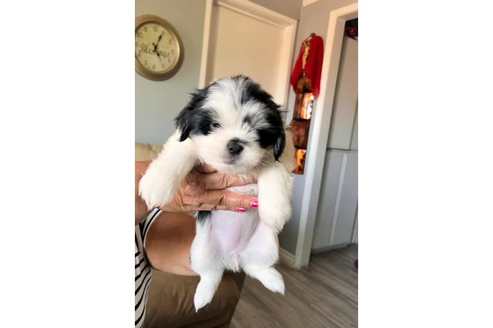 $600 : Perrita shitzu image 1