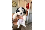 Perrita shitzu en Los Angeles