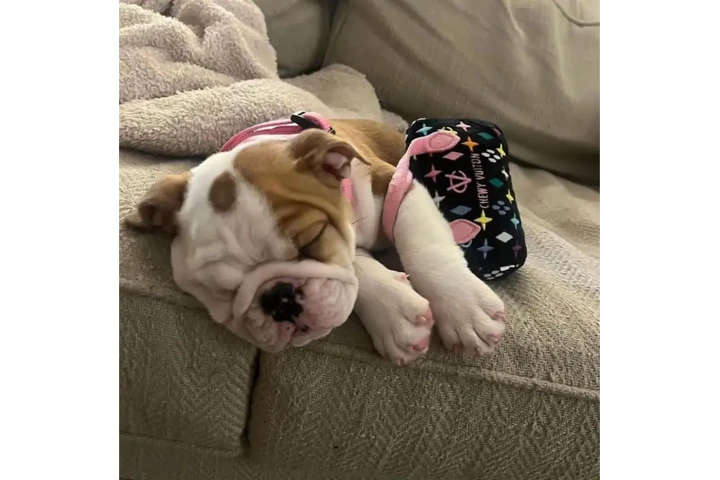 $350 : Cachorros Bulldog Inglés image 4